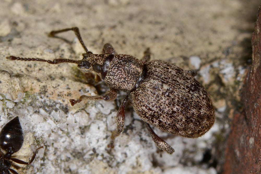 Otiorhynchus (Satnalistus) duinensis - Curculionidae